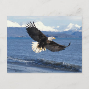 kale arend, Haliaeetus leuccocephalus, tijdens de  Briefkaart