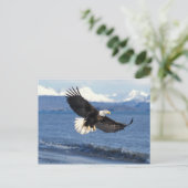 kale arend, Haliaeetus leuccocephalus, tijdens de  Briefkaart (Staand voorkant)