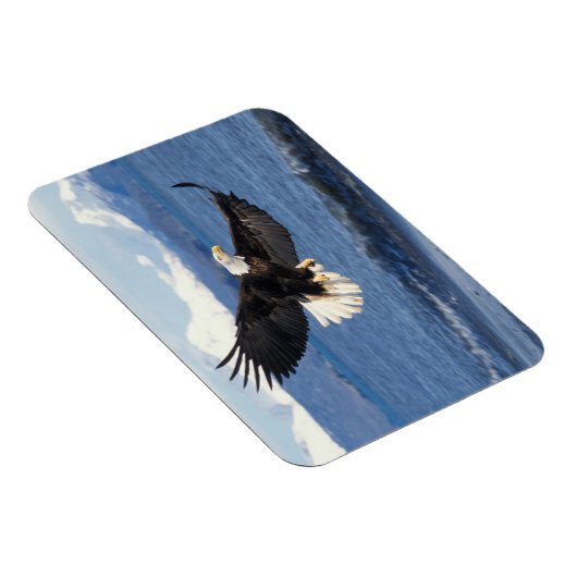 kale arend, Haliaeetus leuccocephalus, tijdens de Magneet (Rechterzijde)