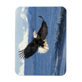 kale arend, Haliaeetus leuccocephalus, tijdens de  Magneet (Verticaal)