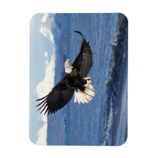 kale arend, Haliaeetus leuccocephalus, tijdens de  Magneet (Verticaal)