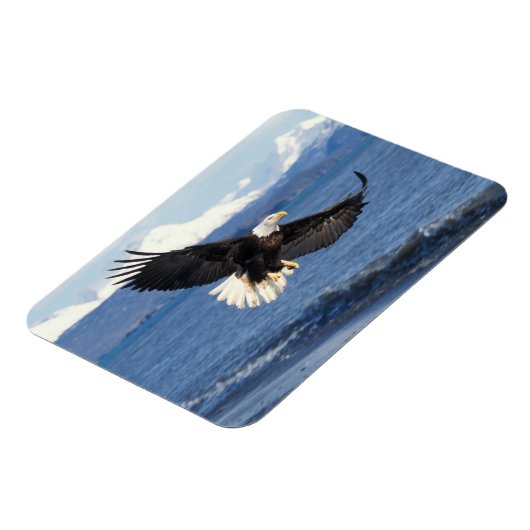 kale arend, Haliaeetus leuccocephalus, tijdens de  Magneet (Linkerzijde)