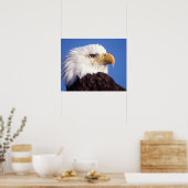 kale arend, Haliaeetus leucocephalus, dichtbij, 3 Poster (Keuken)