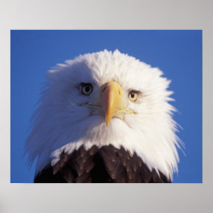 kale arend, Haliaeetus leucocephalus, hoofdschot, Poster