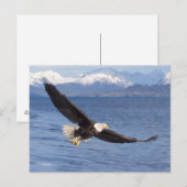 kale arend, Haliaeetus leucocephalus, tijdens vluc Briefkaart (Voorkant / Achterkant)