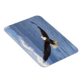 kale arend, Haliaeetus leucocephalus, tijdens vluc Magneet (Rechterzijde)