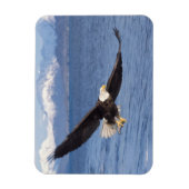 kale arend, Haliaeetus leucocephalus, tijdens vluc Magneet (Verticaal)