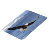 kale arend, Haliaeetus leucocephalus, tijdens vluc Magneet (Linkerzijde)