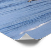 kale arend, Haliaeetus leucocephalus, tijdens vluc Poster (Hoek)