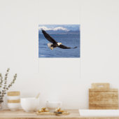 kale arend, Haliaeetus leucocephalus, tijdens vluc Poster (Keuken)