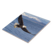 kale arend, Haliaeetus leucocephalus, tijdens vluc Tegeltje (Zijkant)