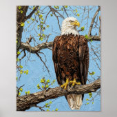 Kale Bald Eagle Spring Branch Kunst Poster (Voorkant)