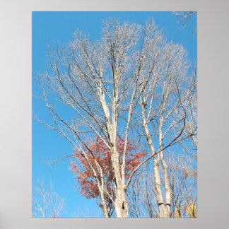 Kale bomen poster