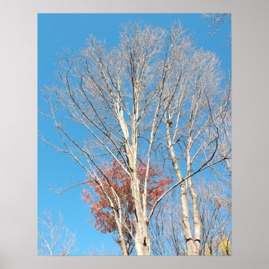 Kale bomen poster (Voorkant)