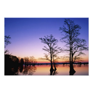 Kale cipressen in silhouet bij zonsondergang, foto afdruk