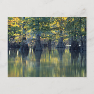 Kale Cypresbomen Horseshoe Lake Illinois Briefkaart