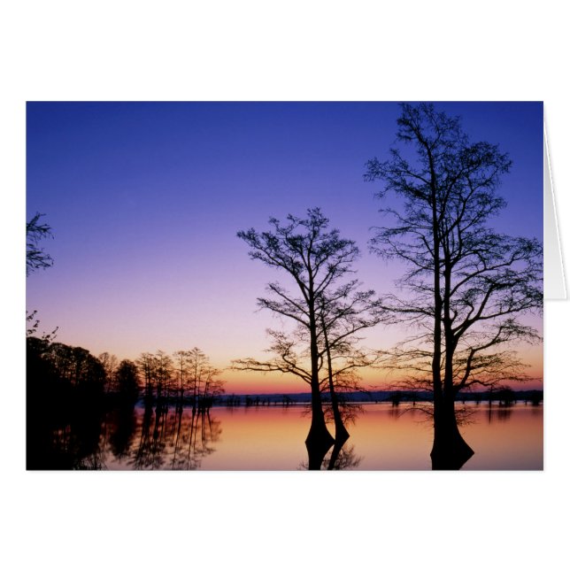 Kale cypressbomen in silhouet bij zonsondergang, (Voorkant Horizontaal)