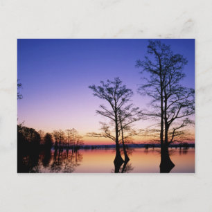 Kale cypressbomen in silhouet bij zonsondergang, briefkaart