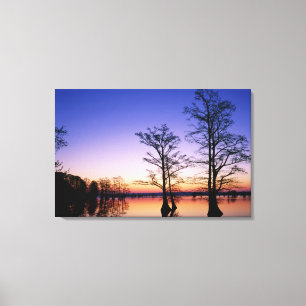 Kale cypressbomen in silhouet bij zonsondergang, canvas afdruk