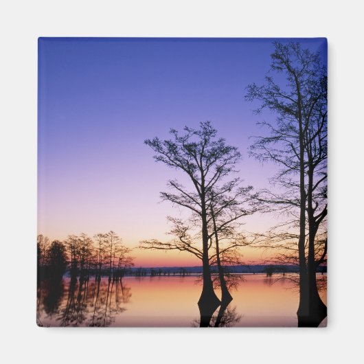 Kale cypressbomen in silhouet bij zonsondergang, magneet (Voorkant)