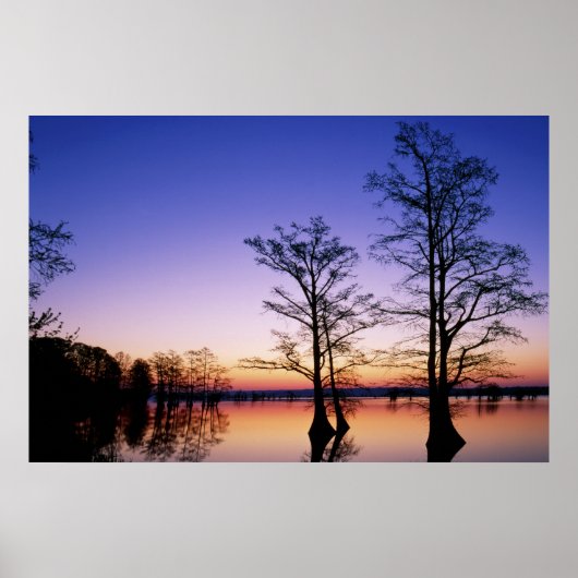 Kale cypressbomen in silhouet bij zonsondergang, poster (Voorkant)