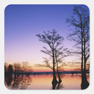 Kale cypressbomen in silhouet bij zonsondergang, vierkante sticker