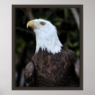 Kale Eagle Art Print -20x24 -of kleiner