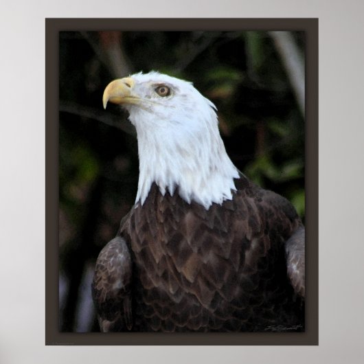 Kale Eagle Art Print -20x24 -of kleiner (Voorkant)