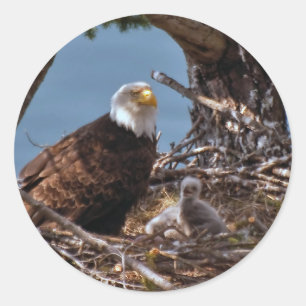 Kale Eagle Chicks - Sticker