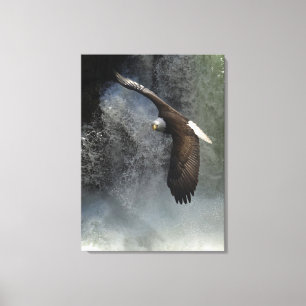 Kale Eagle Raptor Wild Animal Foto Poster Canvas Afdruk