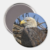 Kale Eagle Spring Nest Magnet (Voorkant / Achterkant)