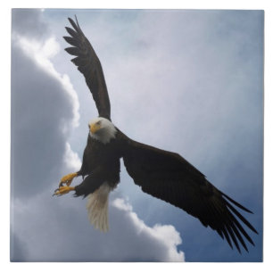 Kale Eagle Wildlife Foto Gift Tegel of Trivet Tegeltje