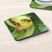 Kale Gezicht Hornet Eten Van Een Pear Drankjes Onderzetter (Linkerzijde)