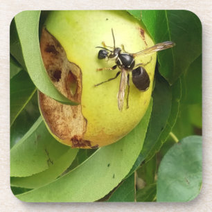 Kale Gezicht Hornet Eten Van Een Pear Drankjes Onderzetter