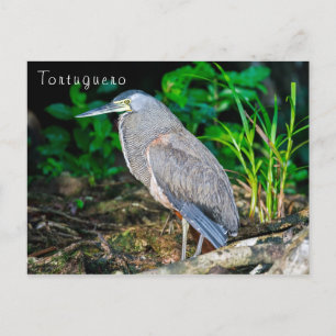 Kale tijgerreiger in Tortuguero Briefkaart