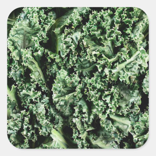Kale Vierkante Sticker (Voorkant)