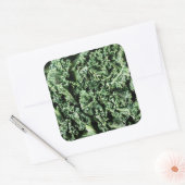 Kale Vierkante Sticker (Envelop)