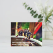 Kale wesp (Dolichovespula maculata) Briefkaart (Staand voorkant)