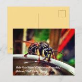 Kale wesp (Dolichovespula maculata) Briefkaart (Voorkant / Achterkant)