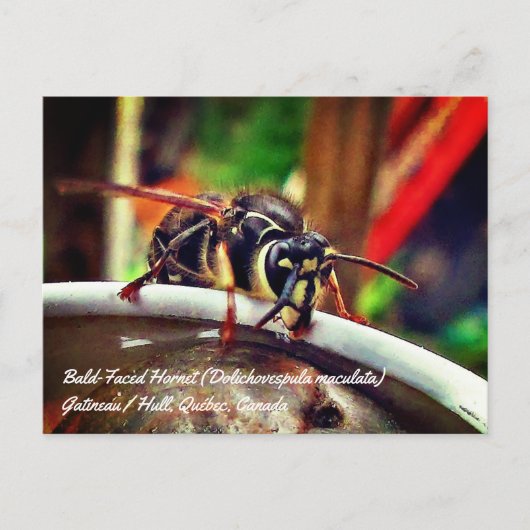 Kale wesp (Dolichovespula maculata) Briefkaart (Voorkant)