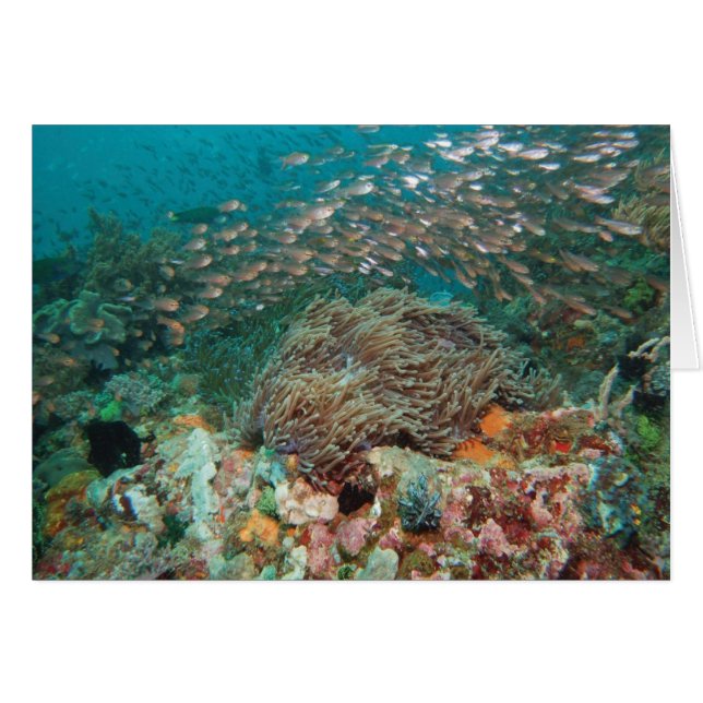 Kaleidoscoop (Voorkant Horizontaal)