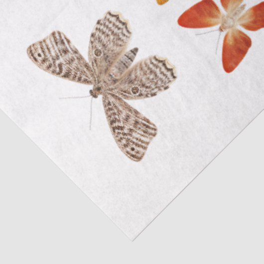 Kaleidoscoop van motten 1 Decoupage papier (Detail)