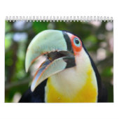 Kalender 2010, vogels in Brazilië (Hoes)