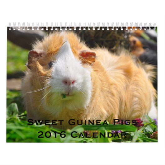 Kalender 2016 voor Sweet Guinee (Hoes)