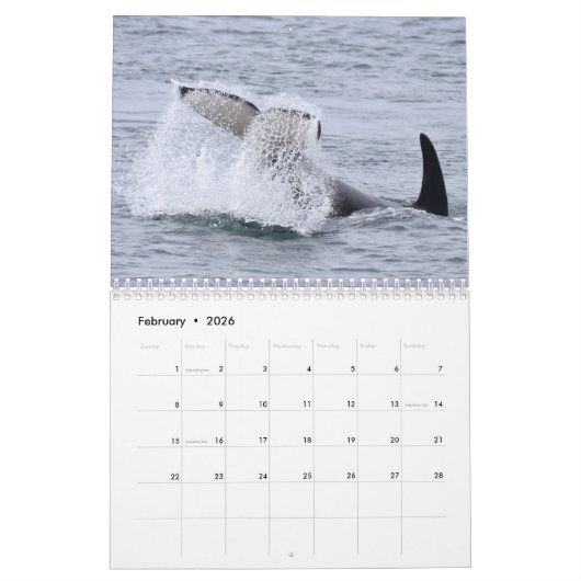 Kalender 2020: Zuidelijke inwoner Killer Whales (Feb 2026)