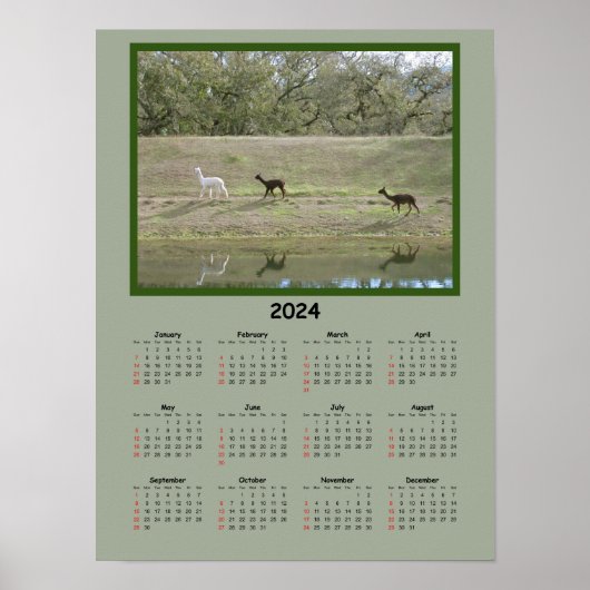 Kalender - 2024 Alpaca Kalender Poster (Voorkant)