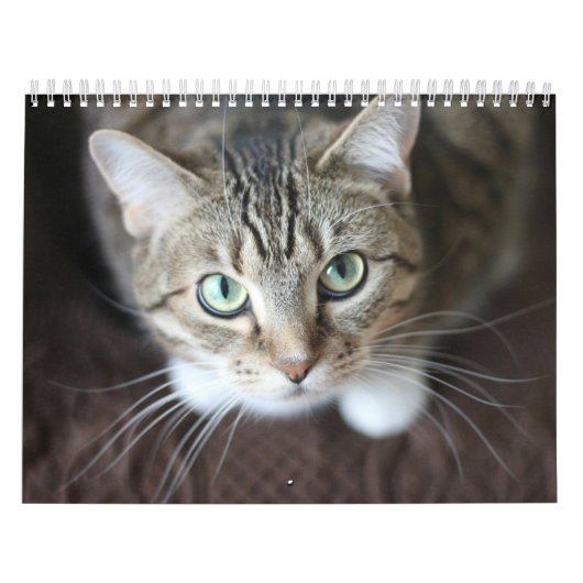 Kalender 2025 Paws en Whiskers (Hoes)