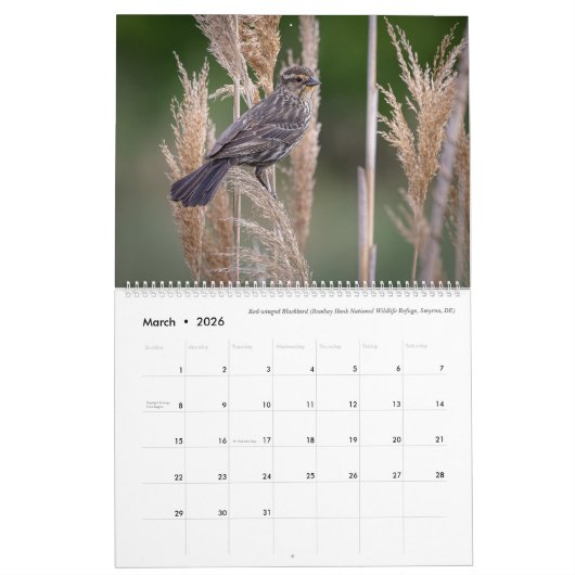Kalender 2025 - Vogelfoto's van Tom Spine (Mar 2026)