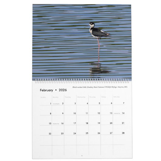Kalender 2025 - Vogelfoto's van Tom Spine (Feb 2026)