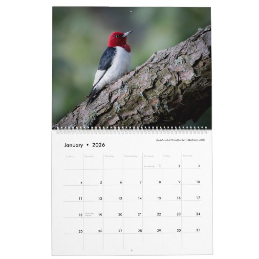 Kalender 2025 - Vogelfoto's van Tom Spine (Jan 2026)
